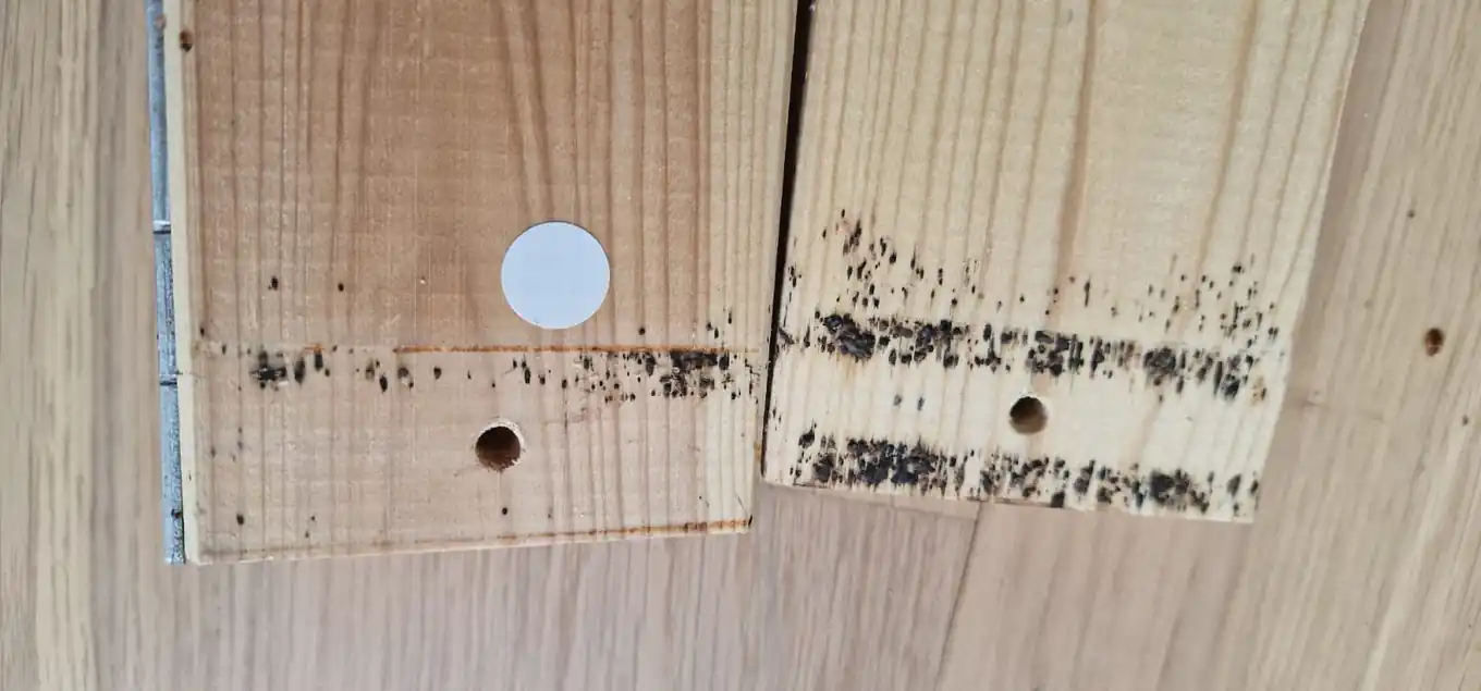 Déjections de punaises de lit sur un cadre de lit