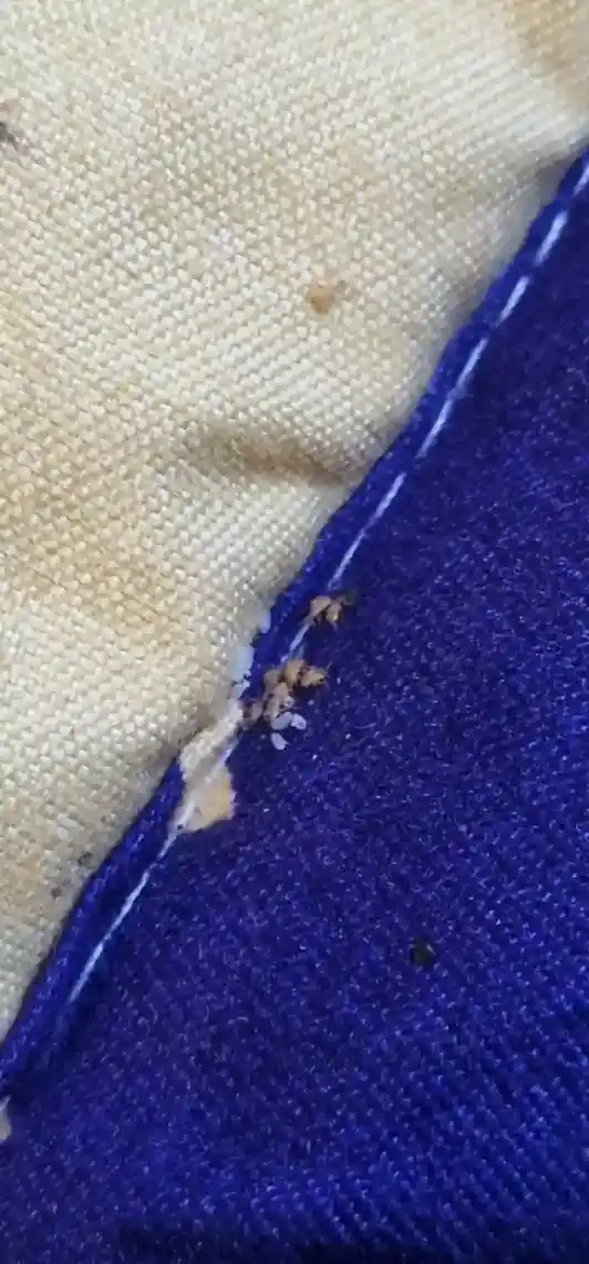 Indices sur draps et zone de couchage