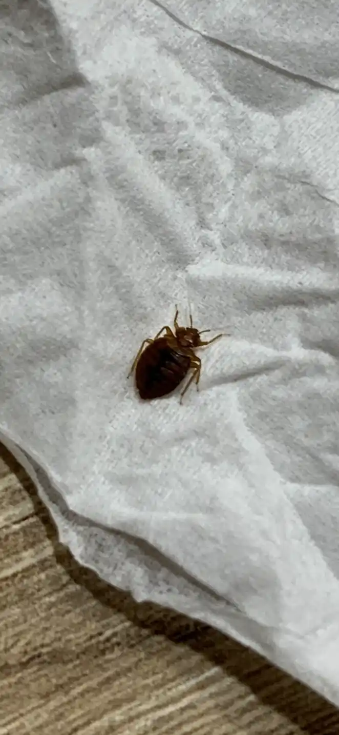 Punaise de lit adulte vue de près