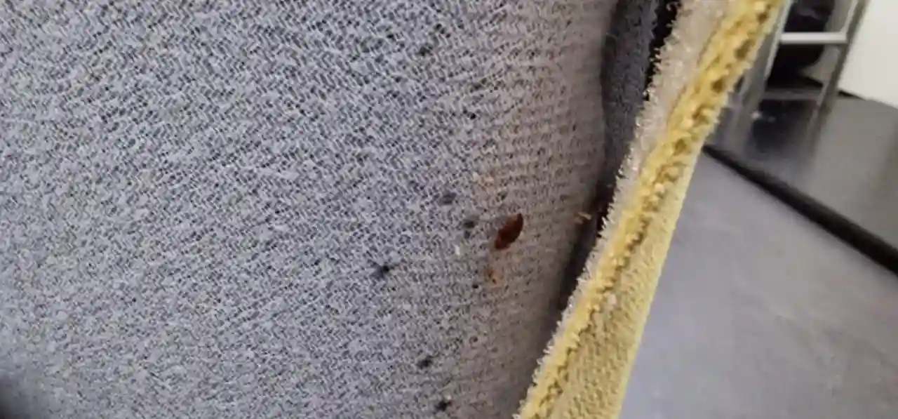 Signes de punaises de lit : Autour du logement : indices dans les angles