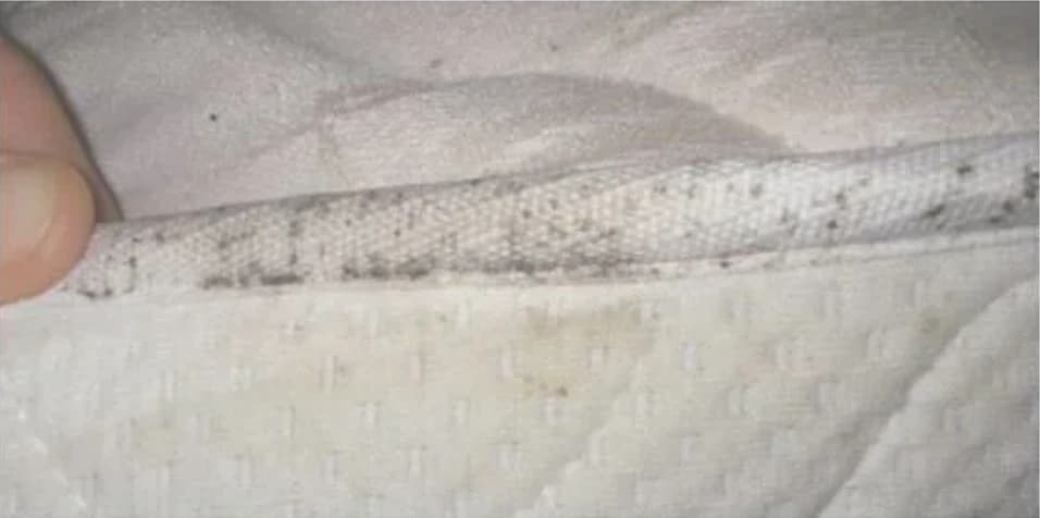 Traces de punaises de lit dans les coutures du matelas