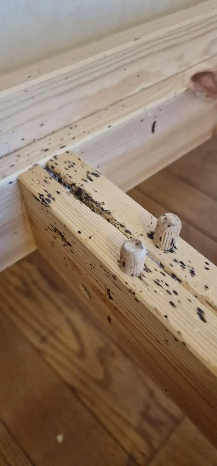 Traces de punaises de lit sur le matelas et la literie